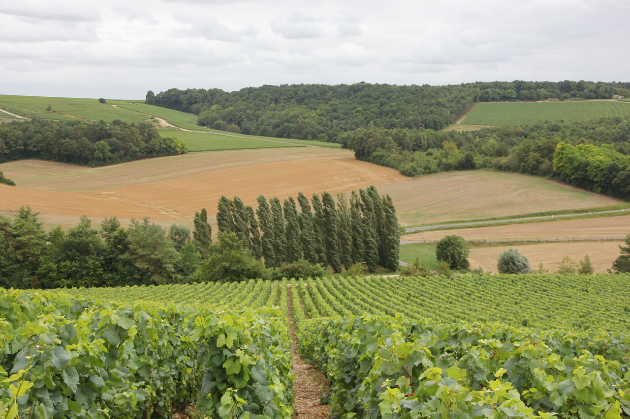 Champagne Coessens - Lieu-dit Largillier - Champagne et coteaux champenois  issus du cépage Pinot Noir - Monopole LARGILLIER